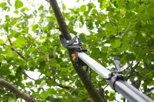 Tree Trimming Albuquerque by ASAP Sands Outdoor Services