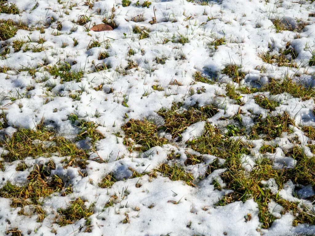 Smart Lawn Care Strategies for Your Albuquerque Lawn this Winter - ASAP Sands Outdoor Services 505-293-4014