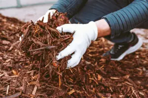 Here’s How to Winterize Your Albuquerque Garden