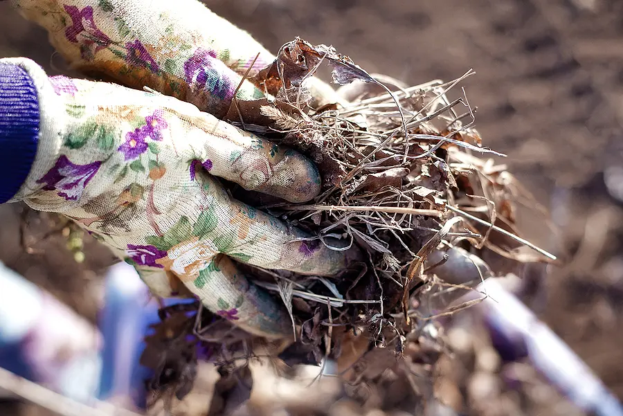 What are the Advantages of Doing a Spring Yard Cleanup