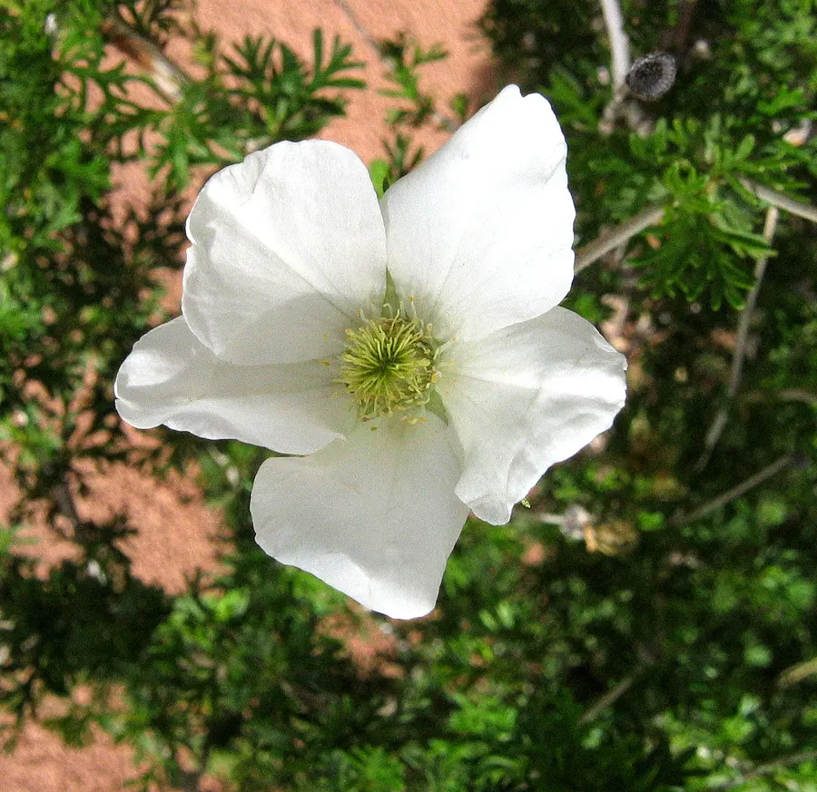 Why Does it Make Smart Sense to Use Native Plants in Your Albuquerque Landscaping