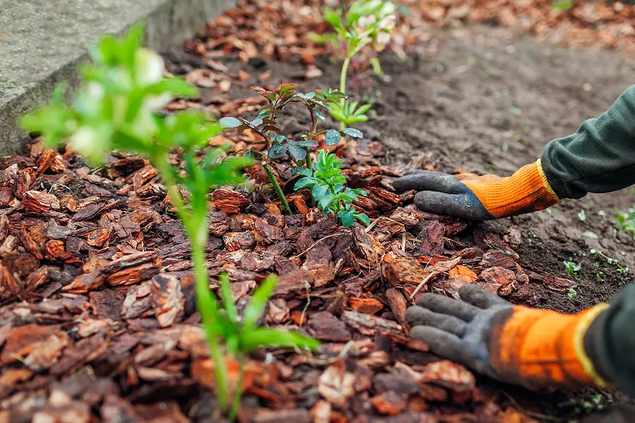 Is Mulching Really That Important for My Summer Garden? 01