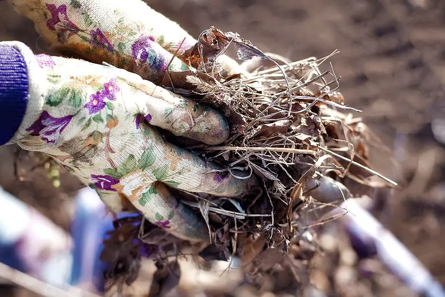 Should I Hire a Yard Clean Up Service or DIY?