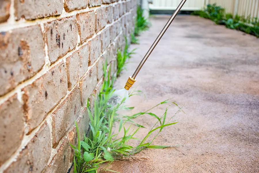 When is the Prime Time of Year to Apply Weed Killer?