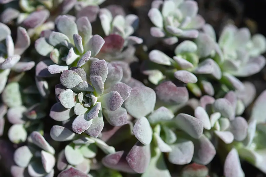 Broadleaf stonecrop